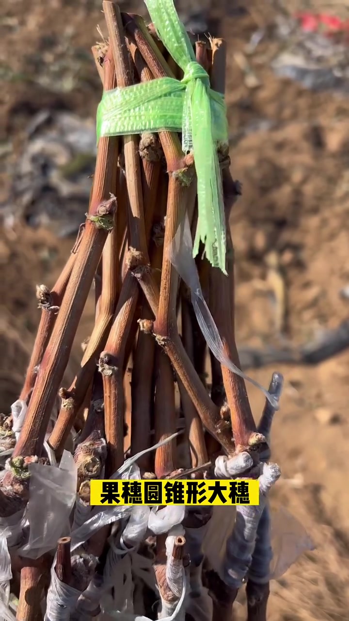 嫁接一年中国红玫瑰葡萄苗,贝达5bb嫁接,抗病抗寒