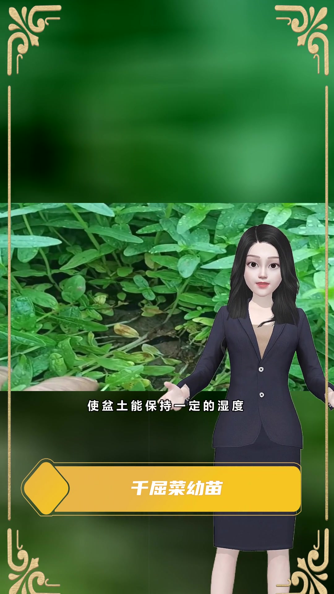 盆栽千屈菜特点