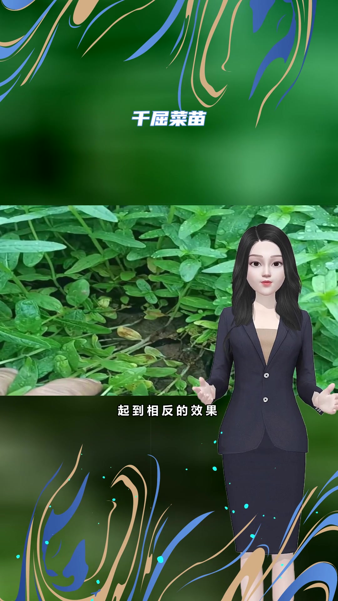盆栽千屈菜介绍