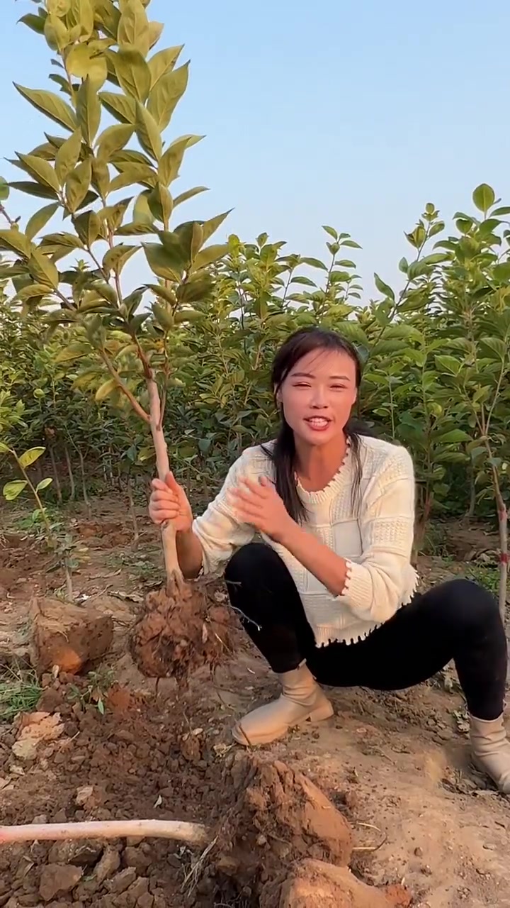 脆甜柿子树苗-巧克力甜柿苗,现摘现吃,口感脆甜