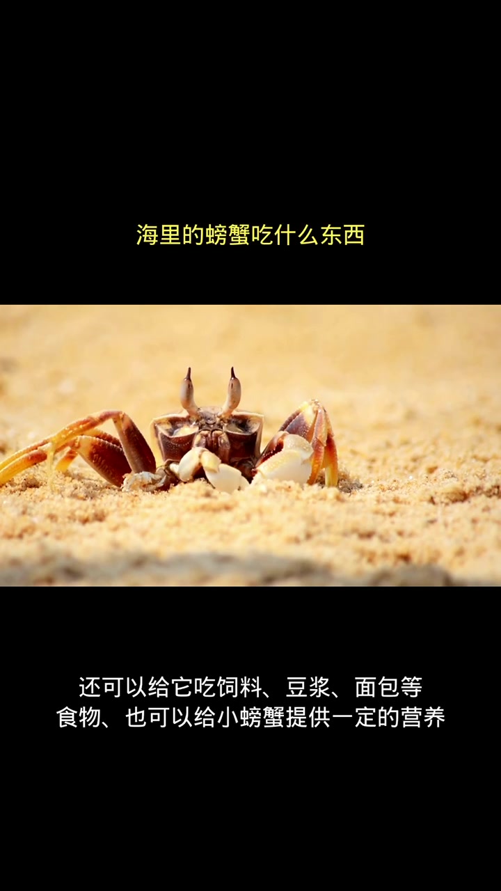 海里的螃蟹吃什么东西