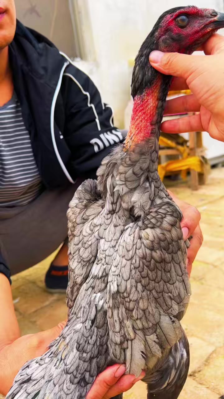 纯种越南瓦灰母斗鸡