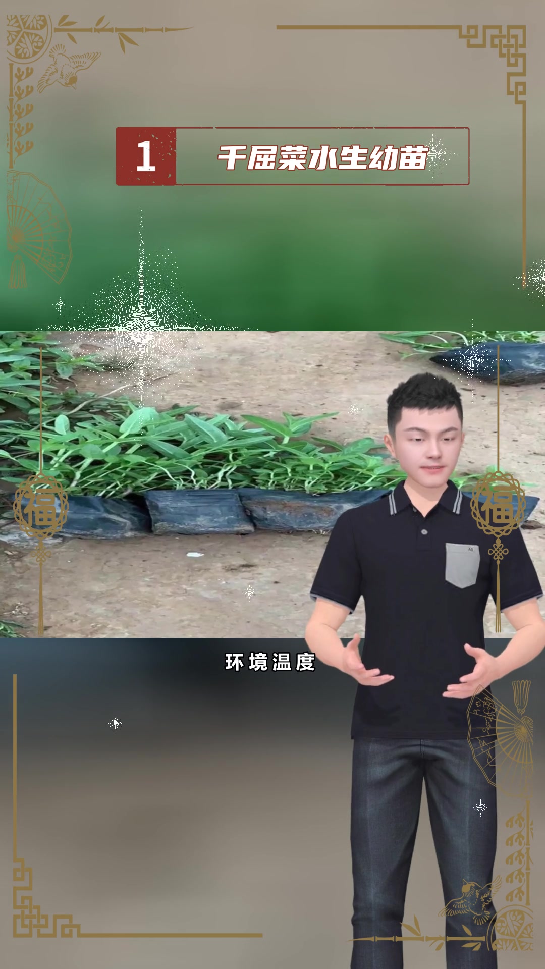 盆栽千屈菜特性