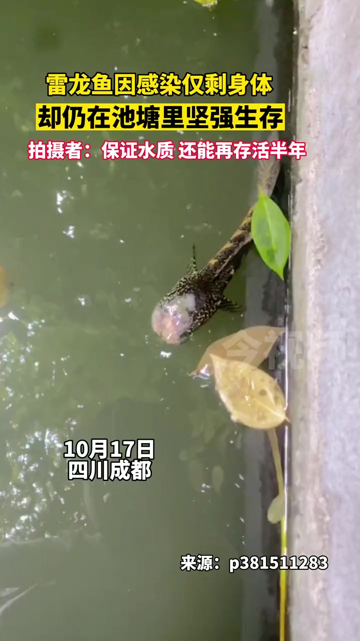 好坚强的雷龙鱼，希望能多活几个月。来源：万物皆有灵性 开眼界了 难得一见