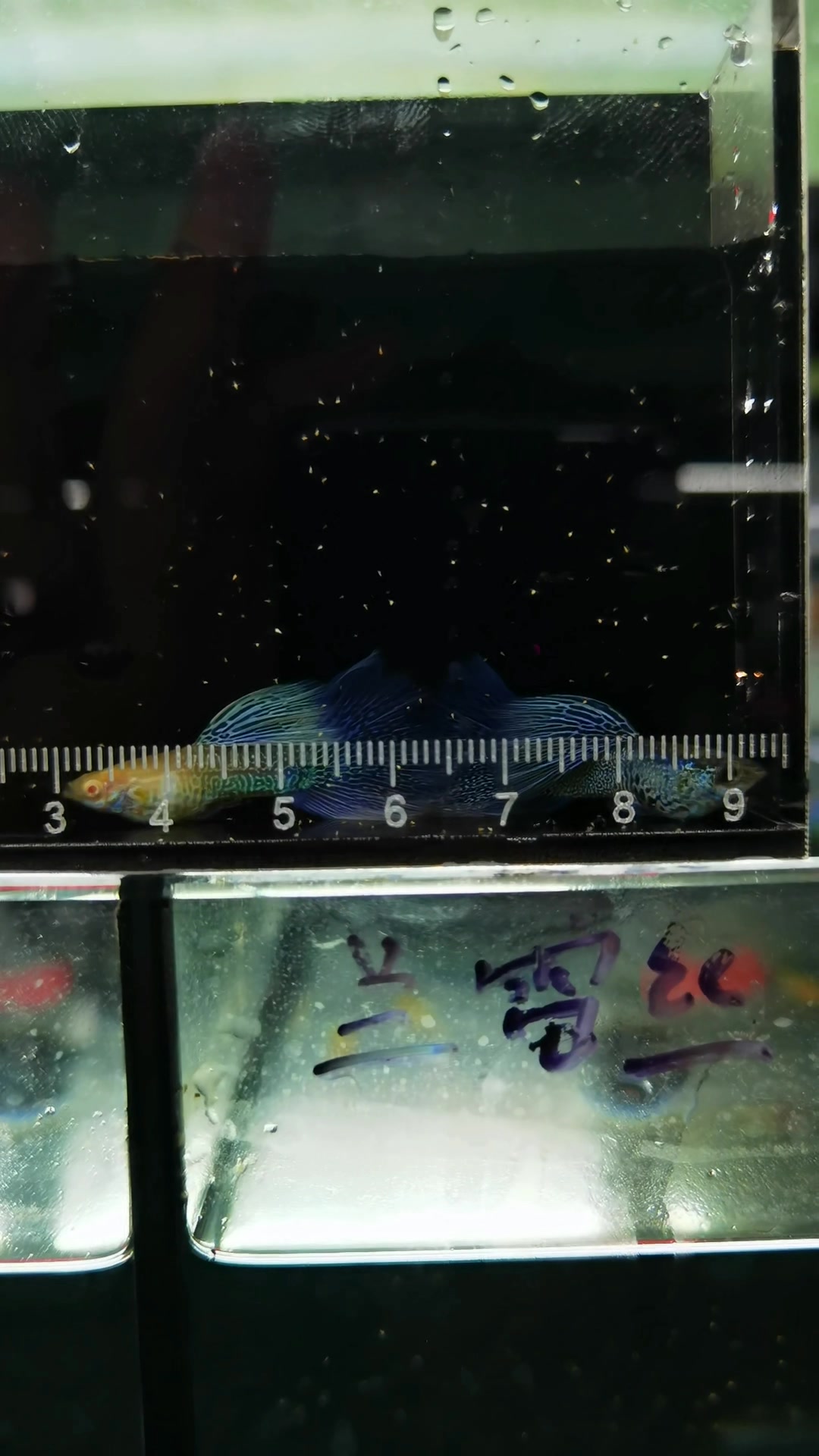 漂亮的大耳系列孔雀鱼