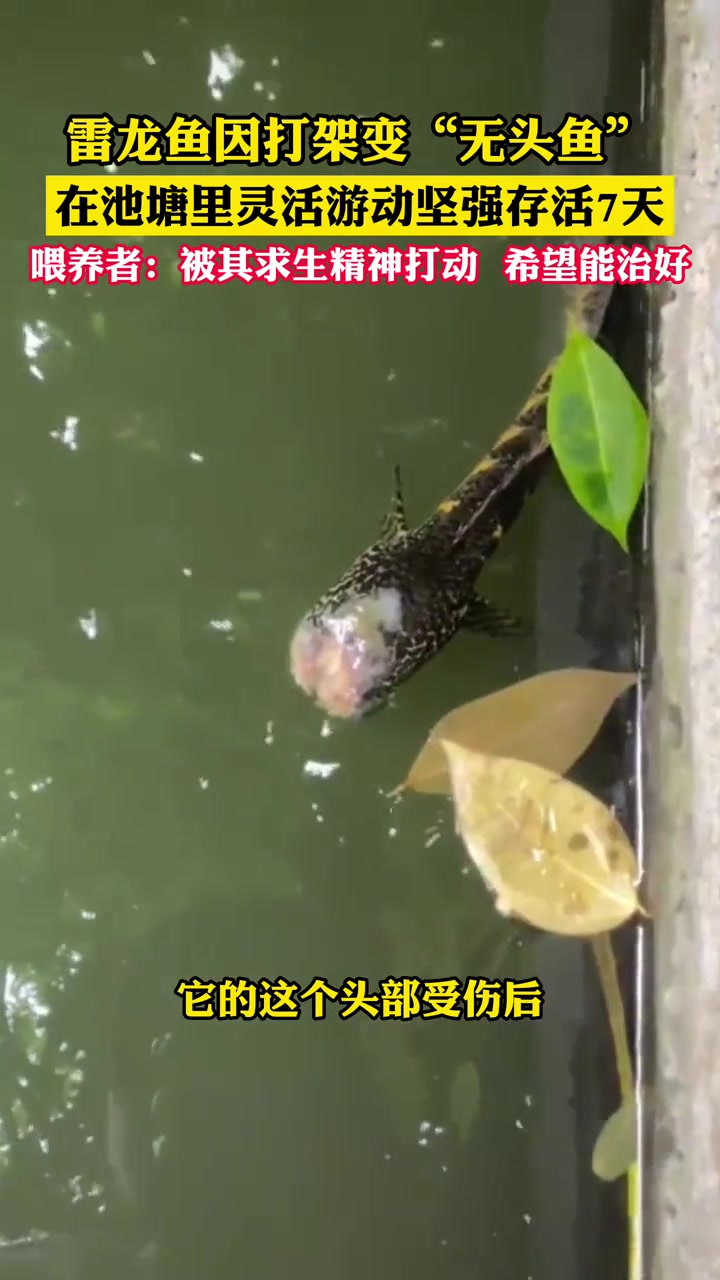 雷龙鱼因打架变“无头鱼”,在池塘顽强存活7天,喂养者:被它的求生精神感动,肉能再生,希望把