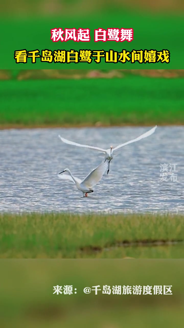 10月18日,杭州淳安,秋风起白鹭舞,看千岛湖白鹭于山水间嬉戏(来源:)