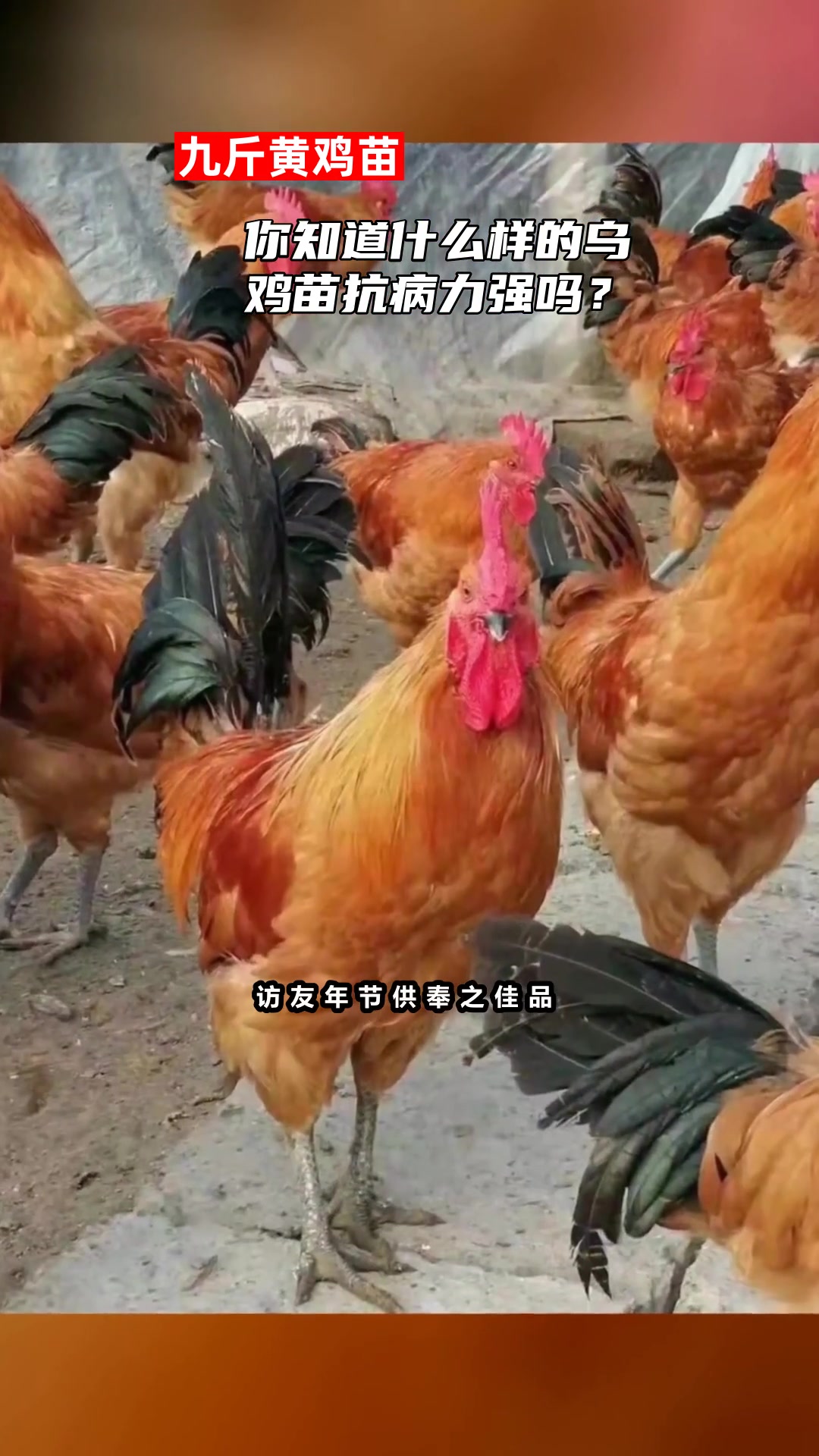 你知道什么样的乌鸡苗抗病力强吗?