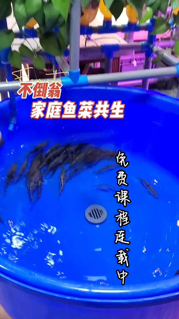 免费制作课程连载中 鱼菜共生系统