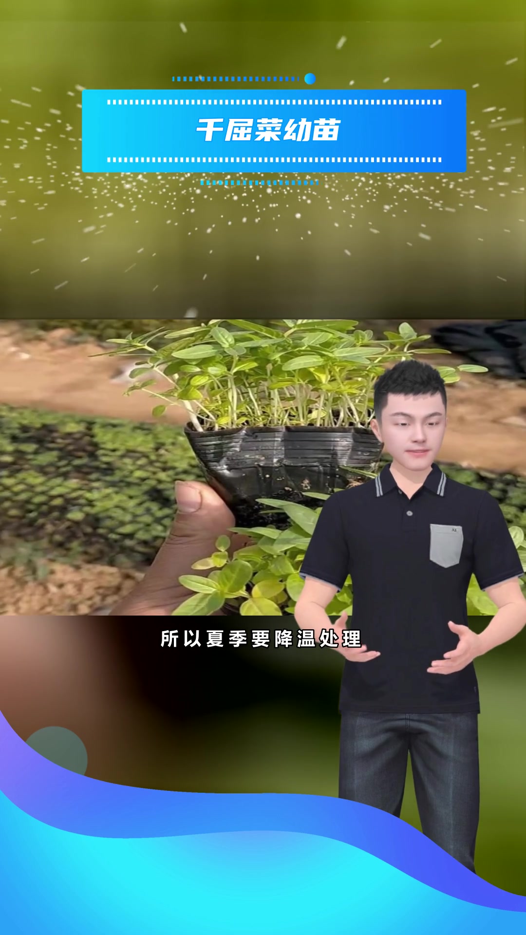 千屈菜种植
