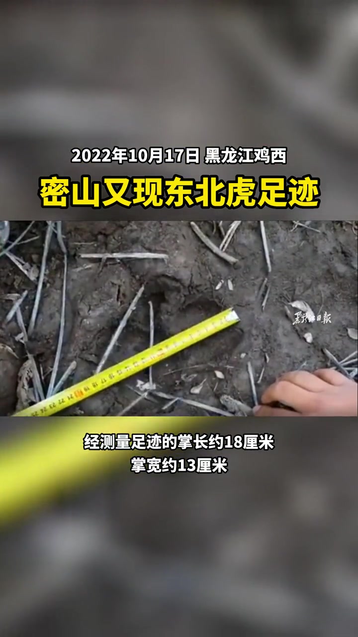 密山又现东北虎足迹