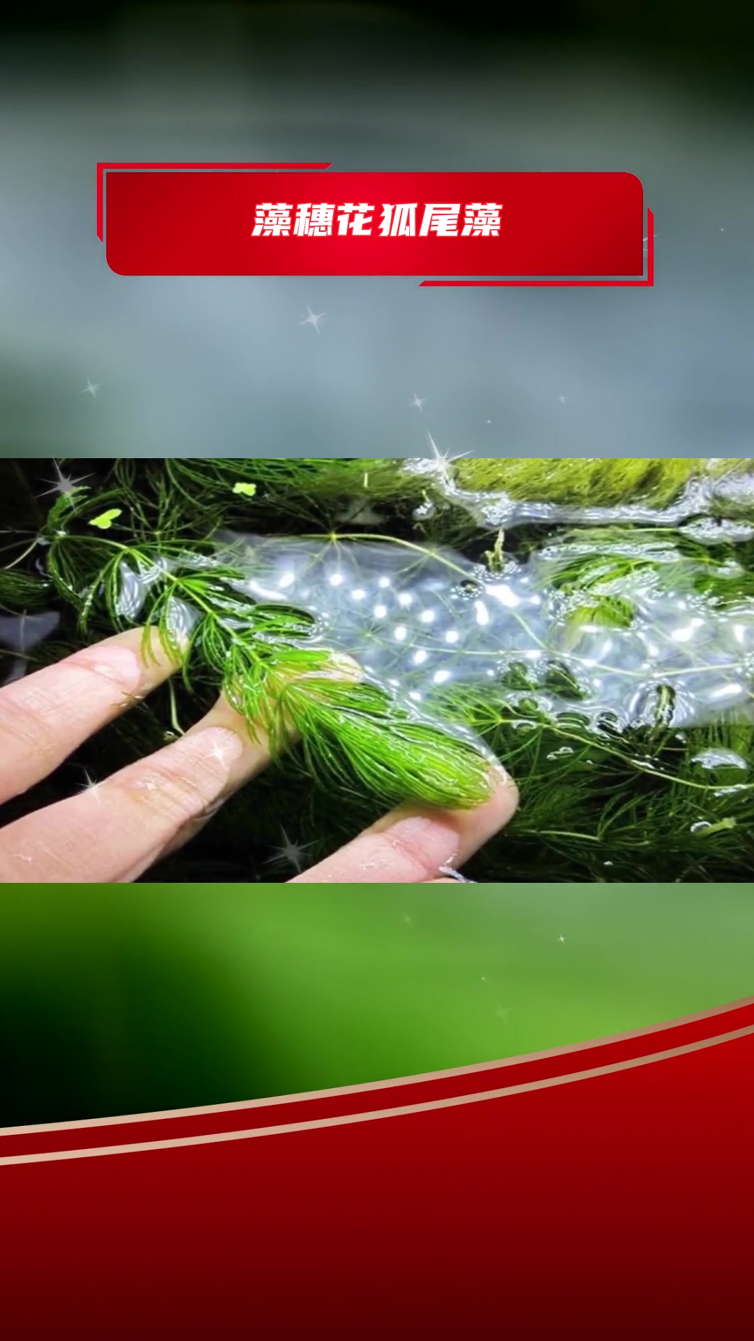 荇菜特点