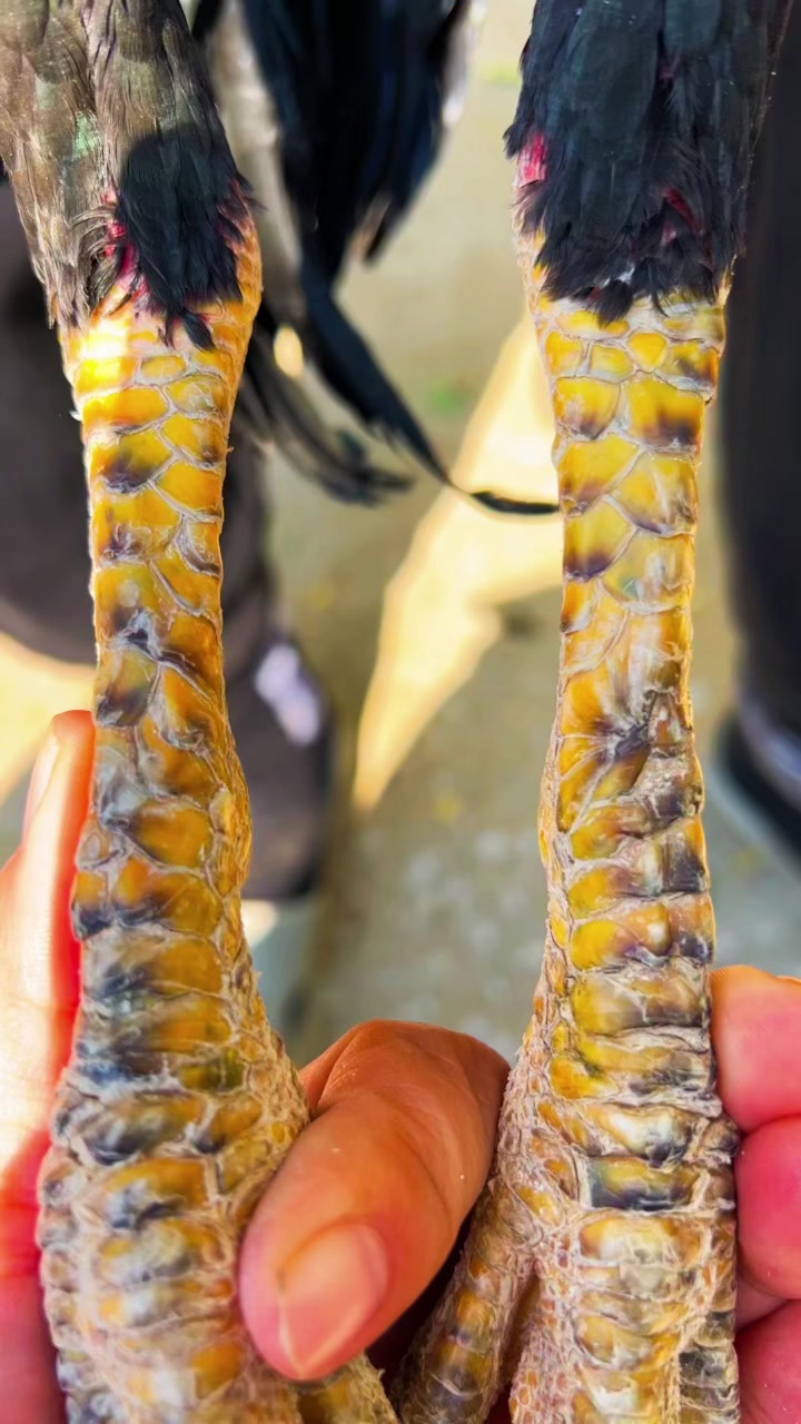 一只怪脚麟片斗鸡进来欣赏一下