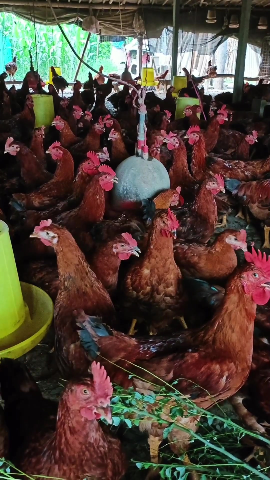 散养150天大红公鸡