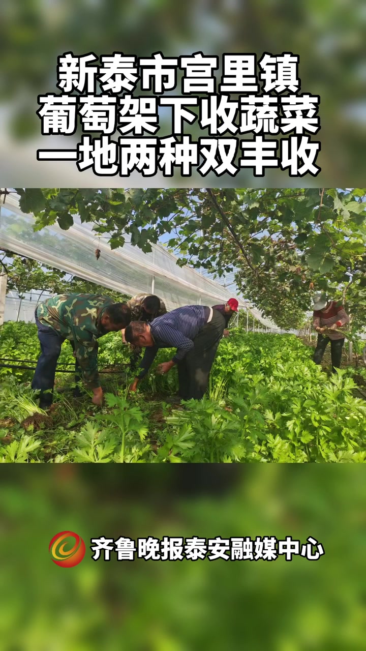 果然视频丨新泰市宫里镇:葡萄架下收蔬菜,一地两种双丰收