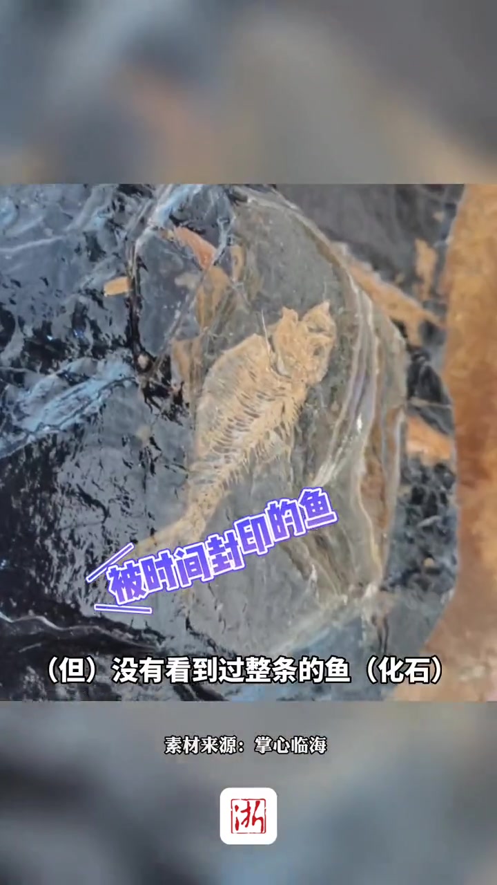 1.1亿年前的鱼长啥样?浙江临海新发现的这块白垩纪鱼化石,或许可以告诉你答案 白垩纪 化石