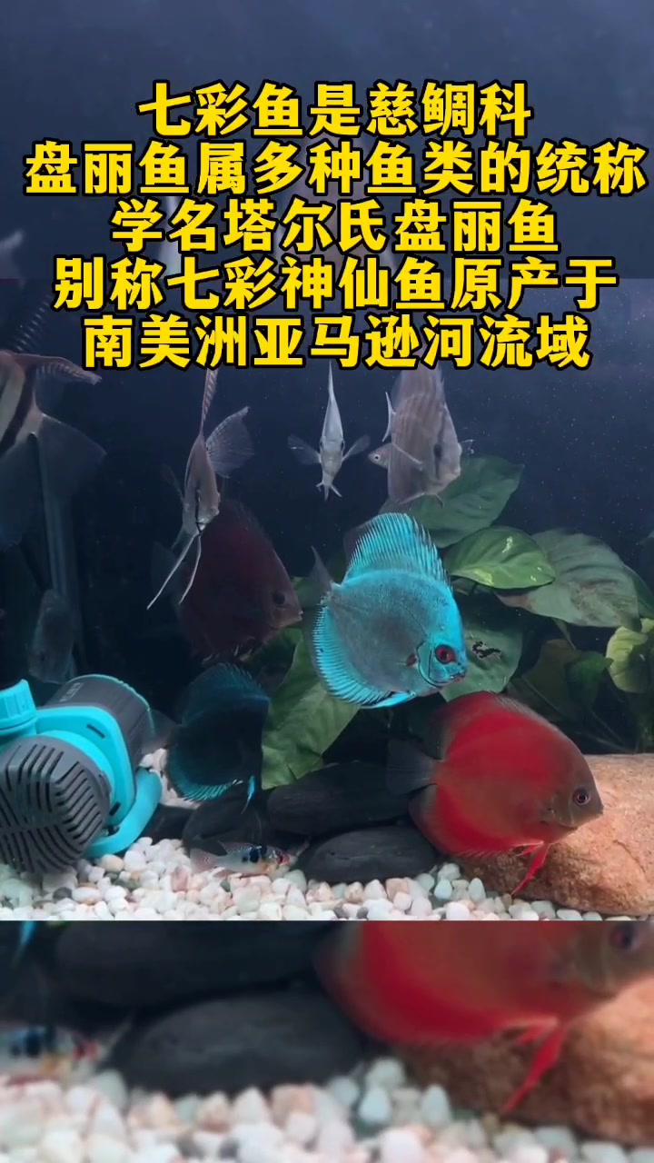 七彩神仙鱼养殖方法