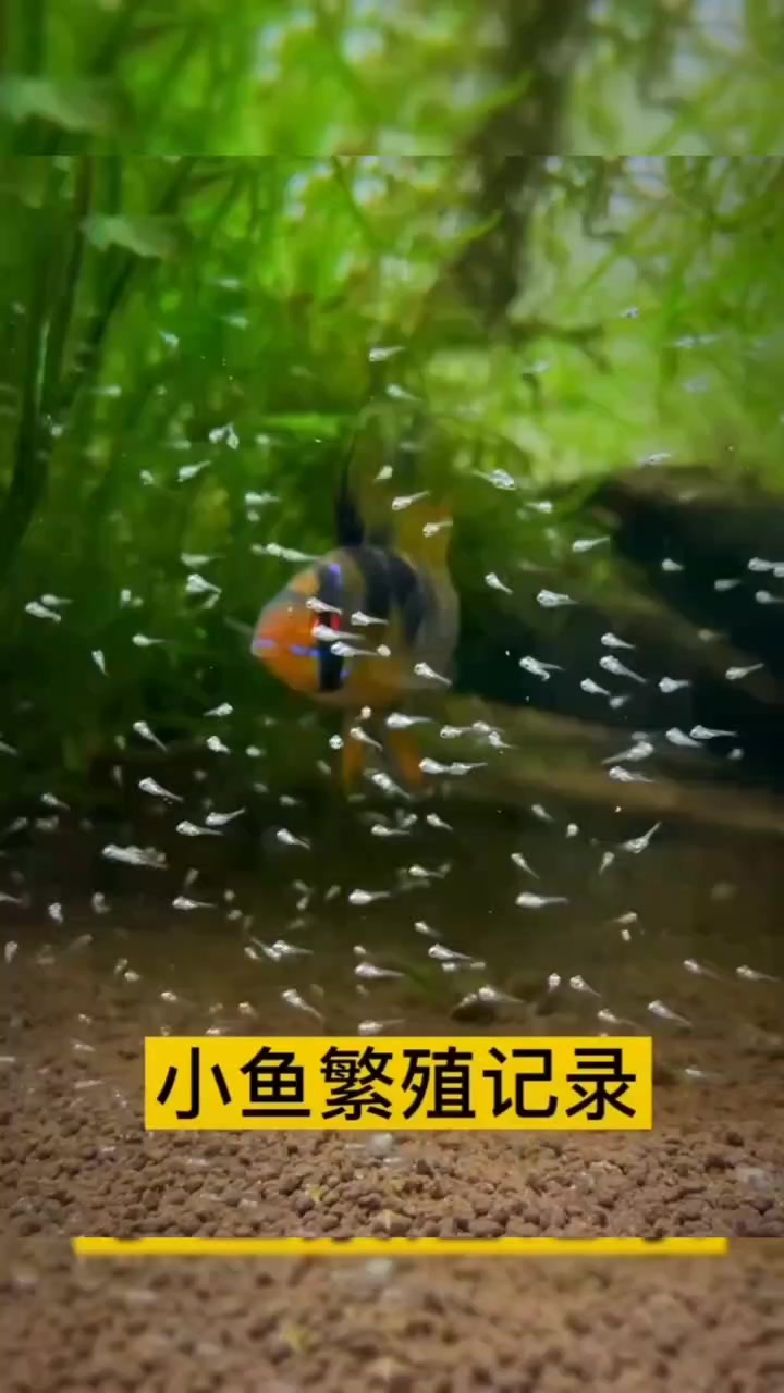 荷兰凤凰鱼繁殖小鱼