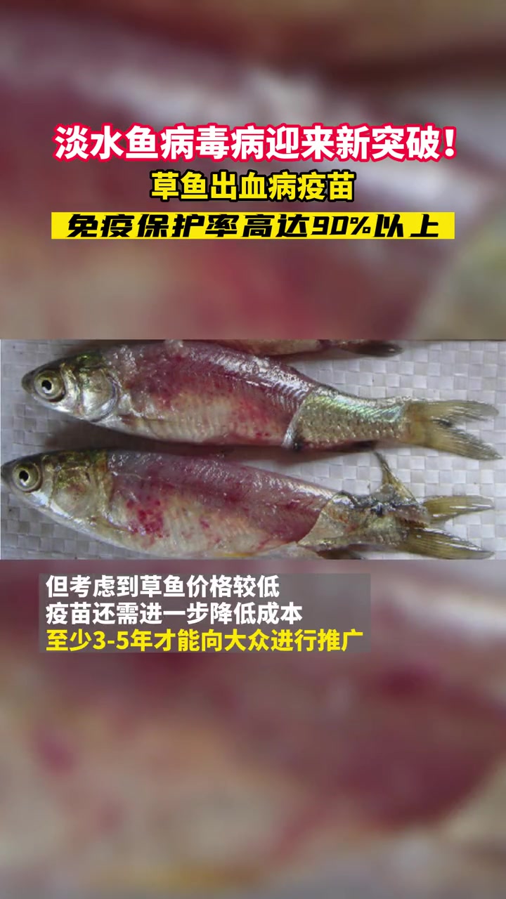 好消息!草鱼出血病疫苗多项技术难题被攻克,淡水鱼病毒病迎来新突破!水产养殖 草鱼