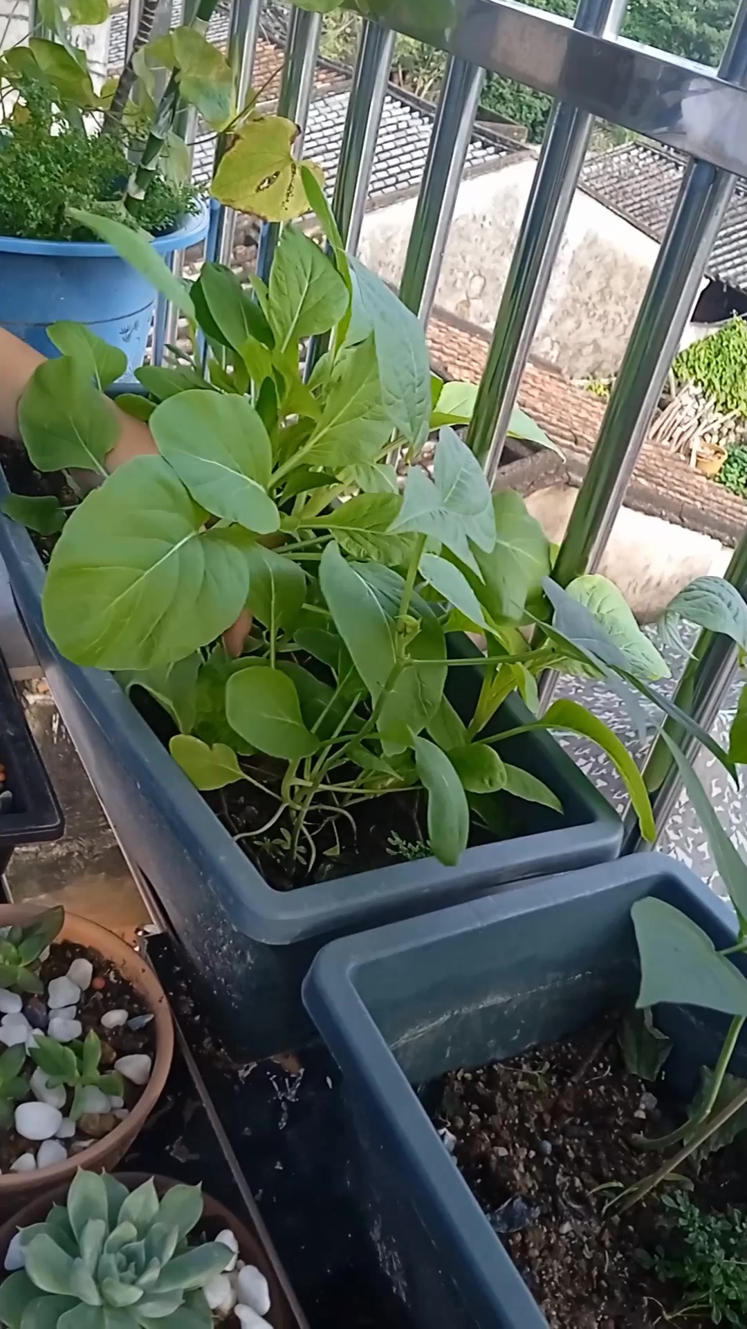 半个月,收小青菜下面条!阳台才刚发芽!