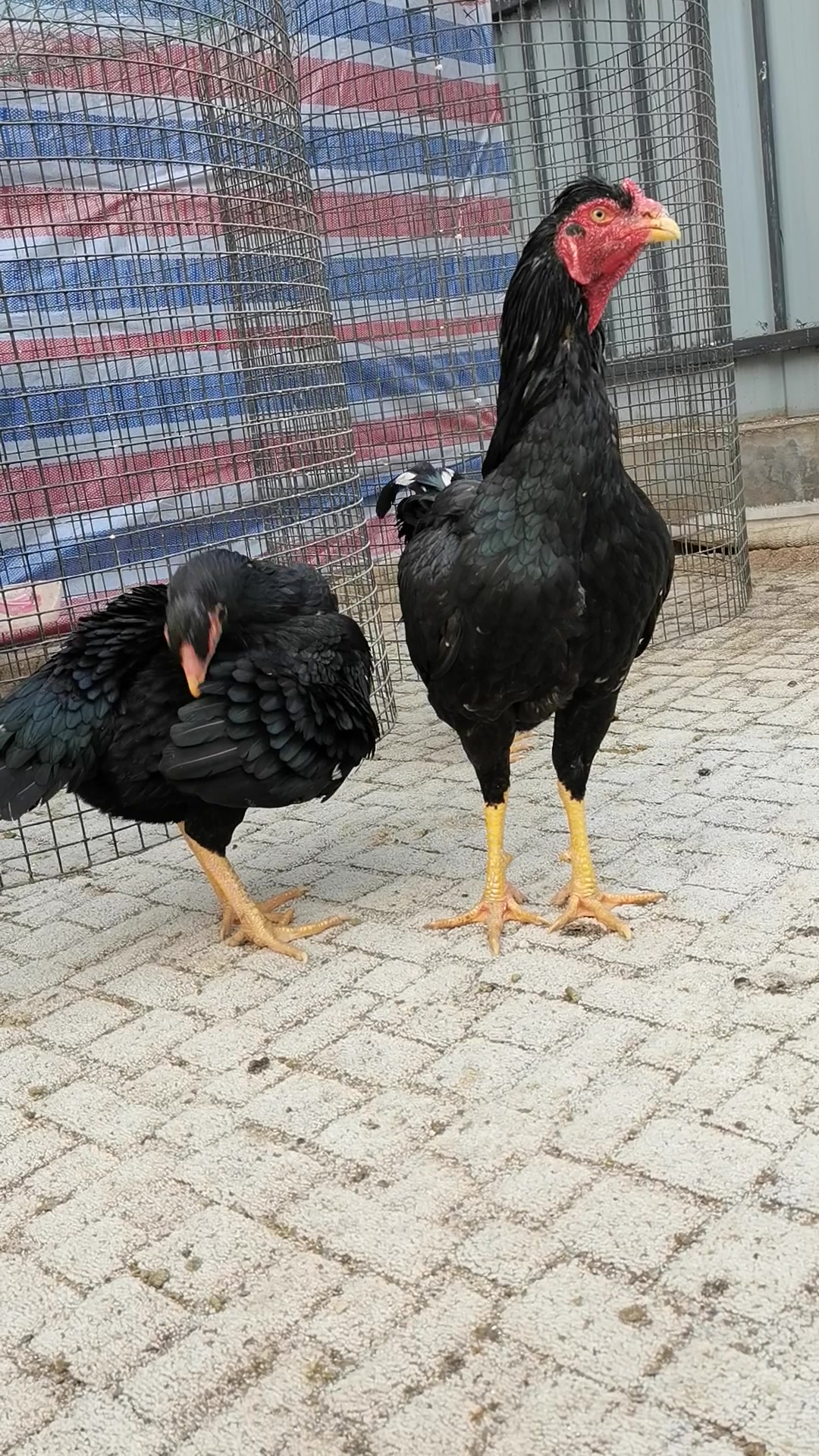 中原斗鸡(青凤)