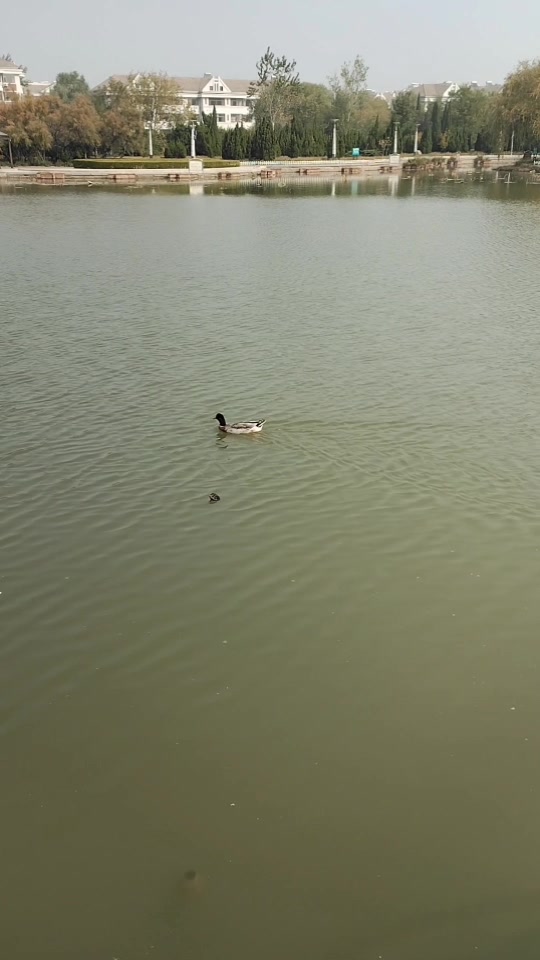 小鸭子在池塘里游泳