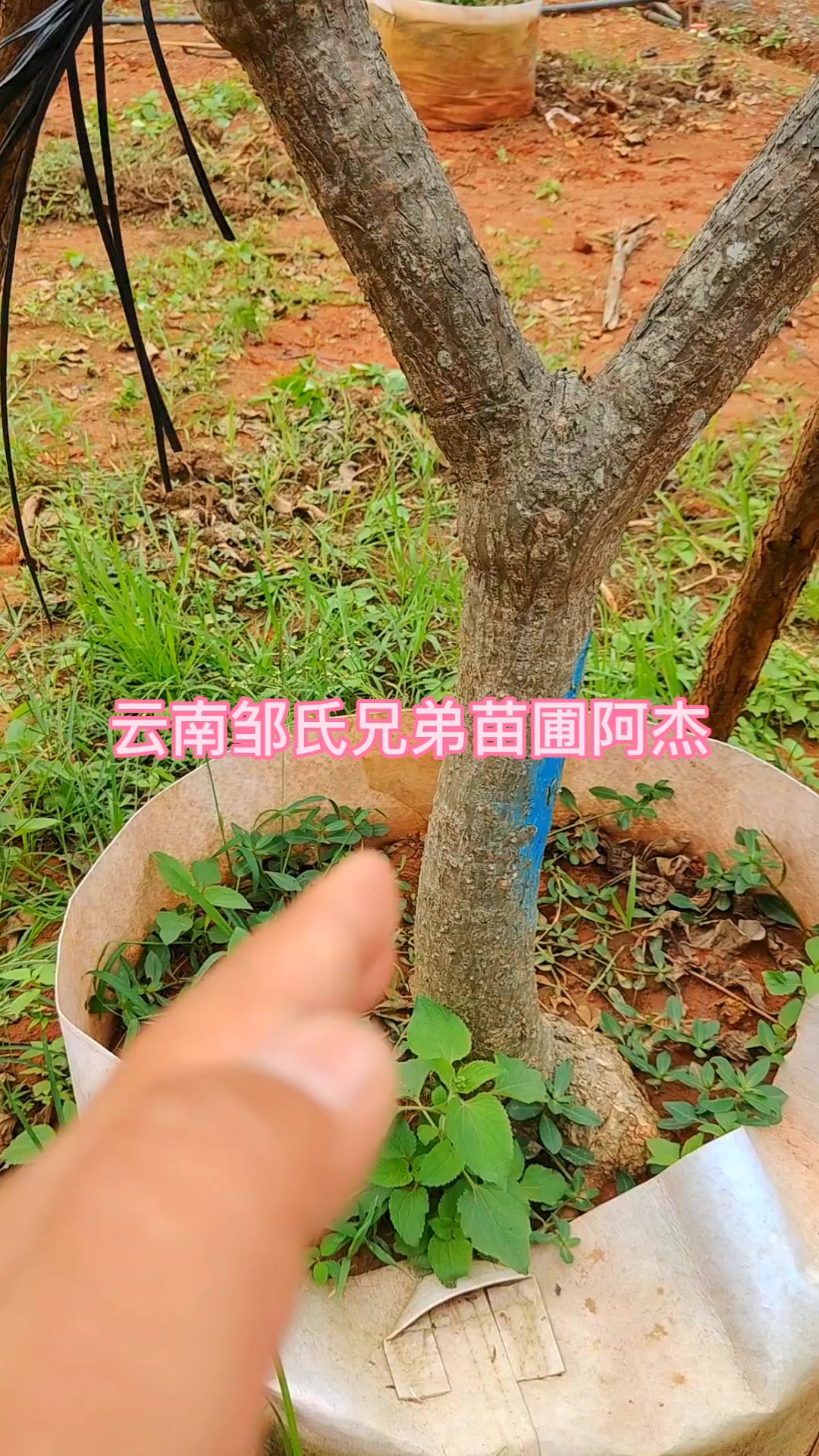云南邹氏兄弟苗圃阿杰-鸡蛋花树