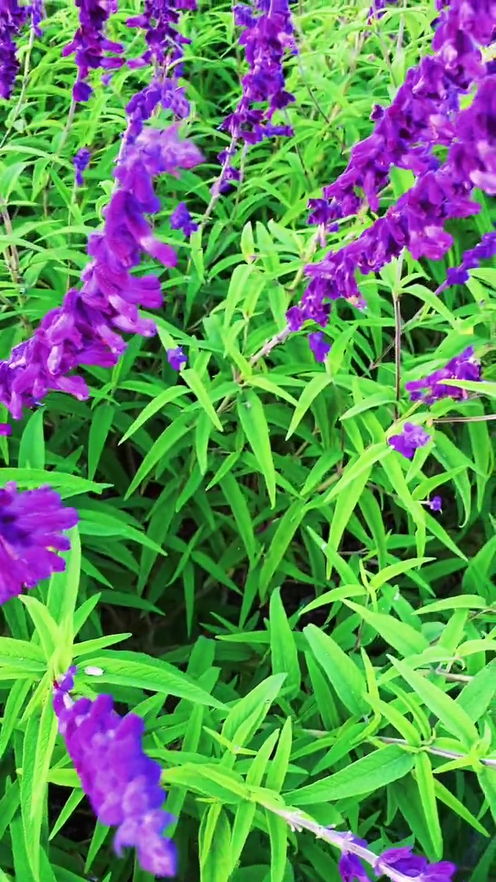 爱我商州康养之城 在这遇见紫色花海 感受大自然的气息和美景