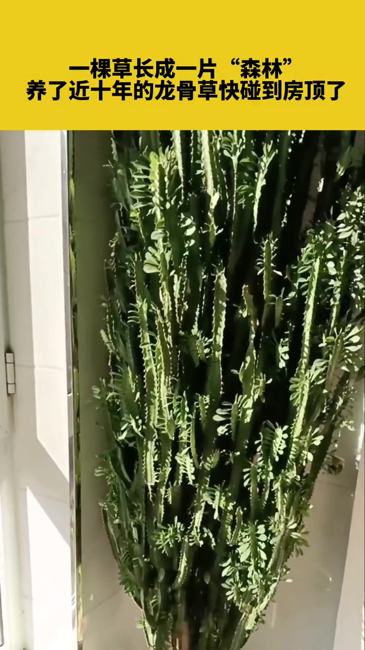 一棵草长成一片“森林”,养了近十年的龙骨草快碰到房顶了 植物 意不意外