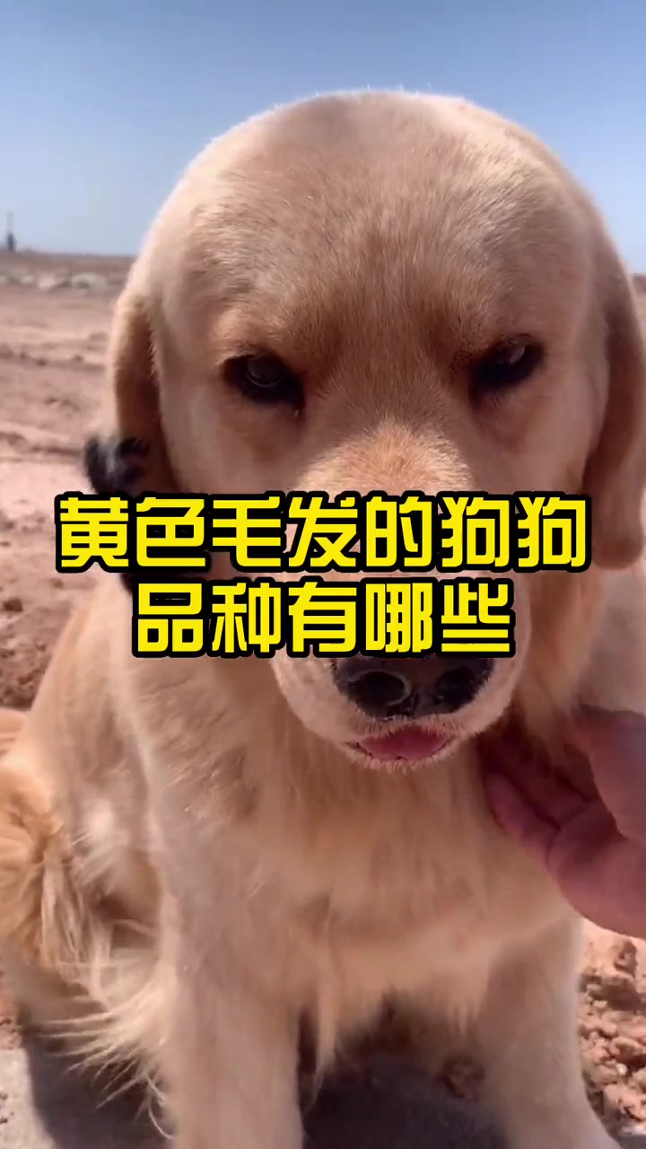 第686集|黄色毛发的狗狗品种有哪些?狗狗 萌宠 科学养宠攻略