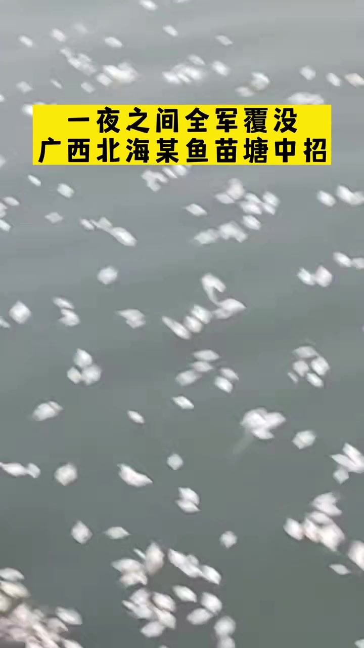 第96集|一夜之间全军覆没!广西北海某外塘鱼苗中招,你还不当回事?水产资讯 秋冬池塘管理 