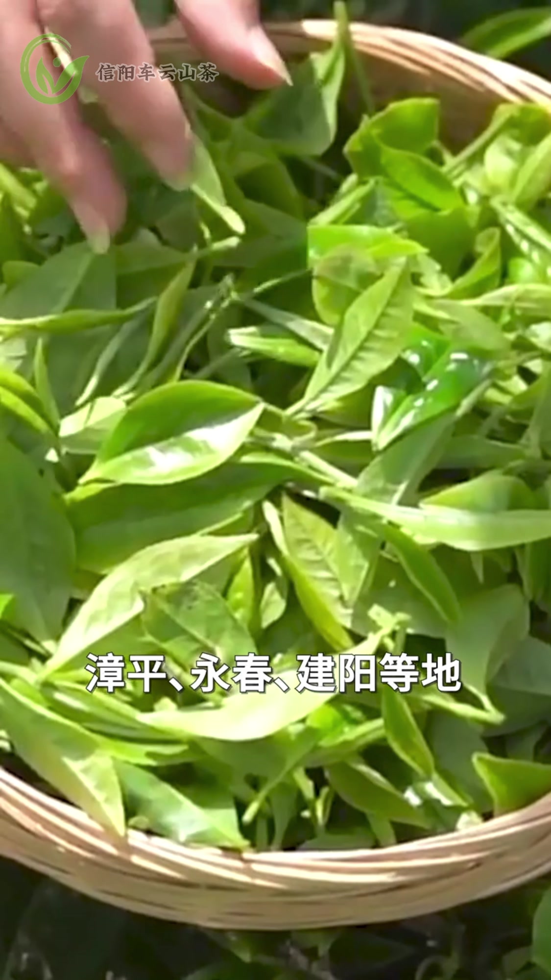 什么是水仙茶,水仙茶是红茶还是绿茶