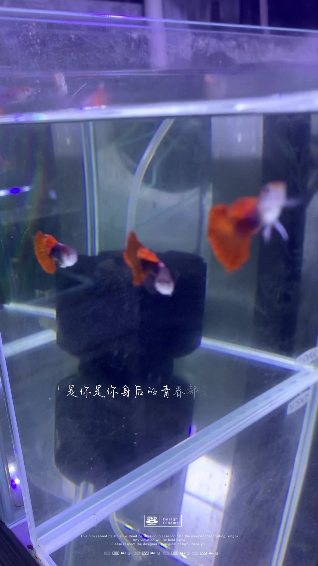 精品巴西褶扇孔雀鱼