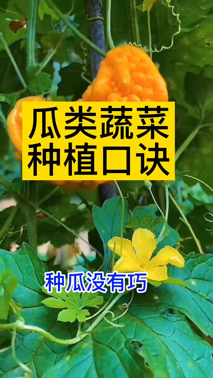 种植,蔬菜,农业种植技术