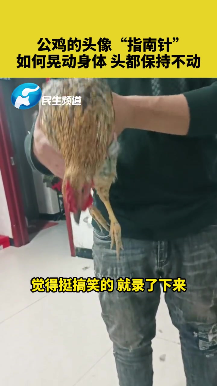 10月25日,吉林白城,公鸡的头像“指南针”,如何晃动身体,头都保持不动 万万没想到