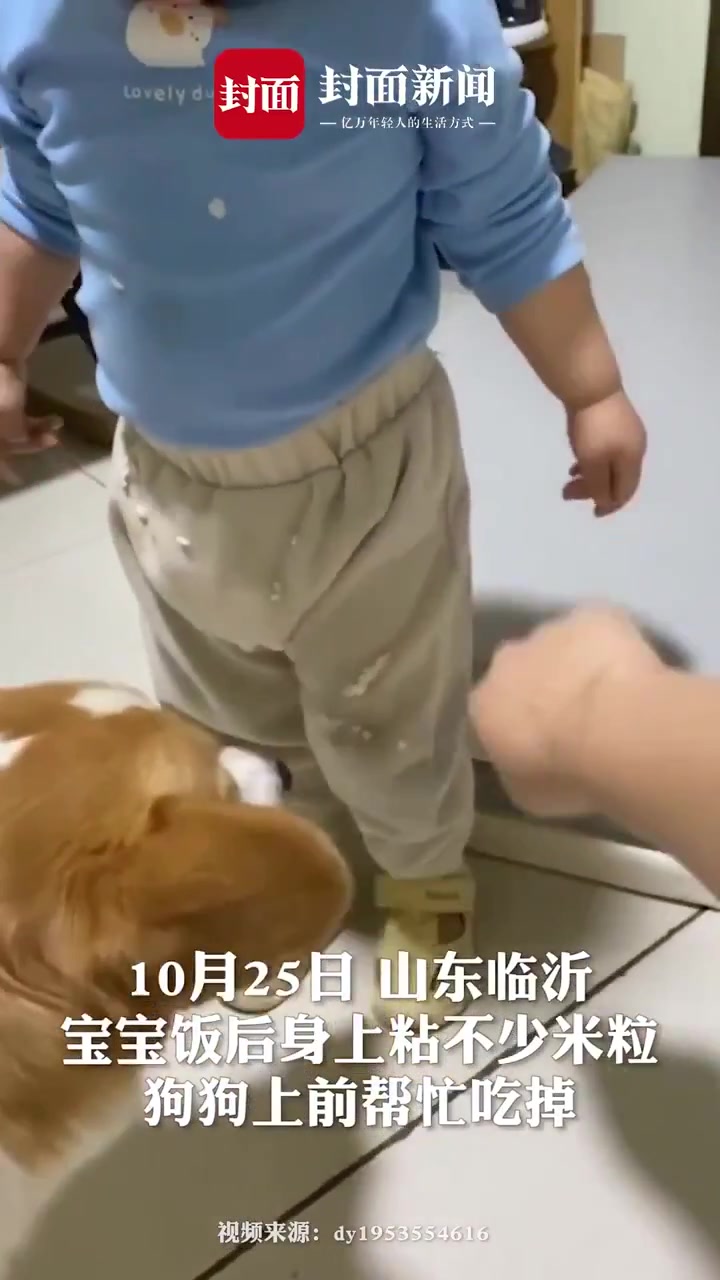 一点不浪费!宝宝饭后身上粘满米粒 狗狗上前帮忙吃掉