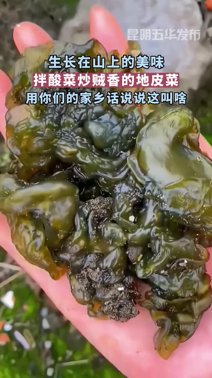 生长在山上的美味|地皮菜,用你们的家乡话说说这叫啥 地皮菜 云南美食