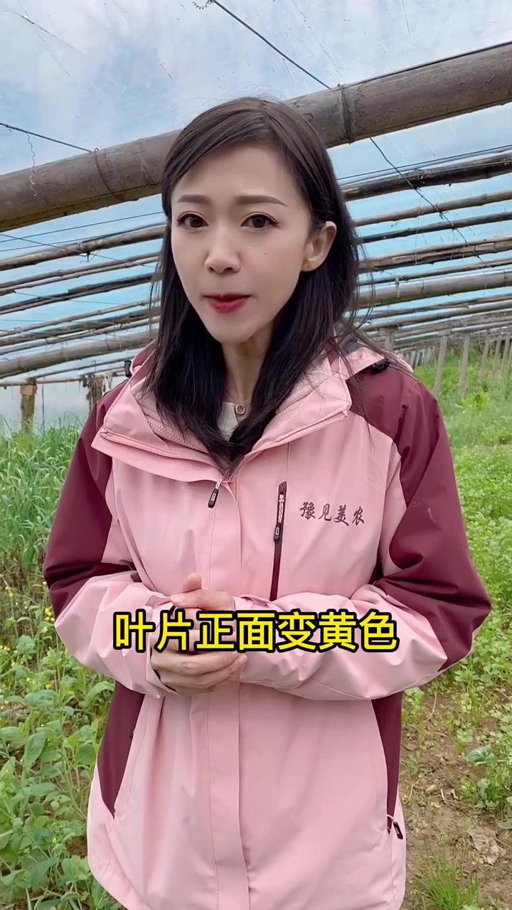 叶霉病识别口诀以及高效防治药方分享给你,农业知识