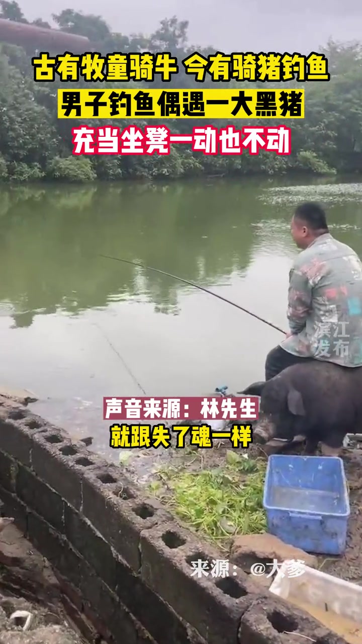 古有牧童骑牛,今有骑猪钓鱼,男子钓鱼偶遇一大黑猪,充当坐凳一动也不动(来源:)