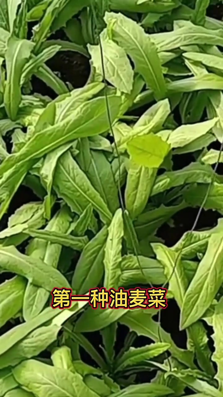 寒露后,能种的几种菜,您知道吗