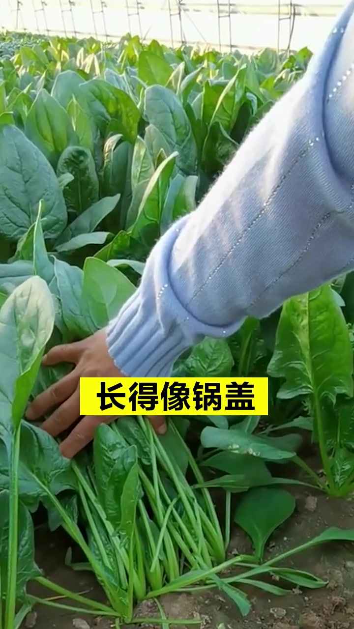 老祖宗留下来的种菜顺口溜,学会了种菜再也不发愁