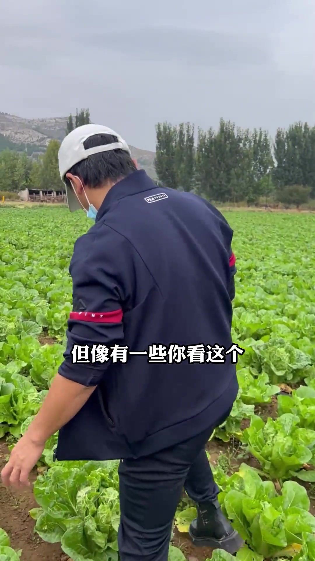 给我三分钟,告诉你不打农药化肥的蔬菜怎么种,有机蔬菜