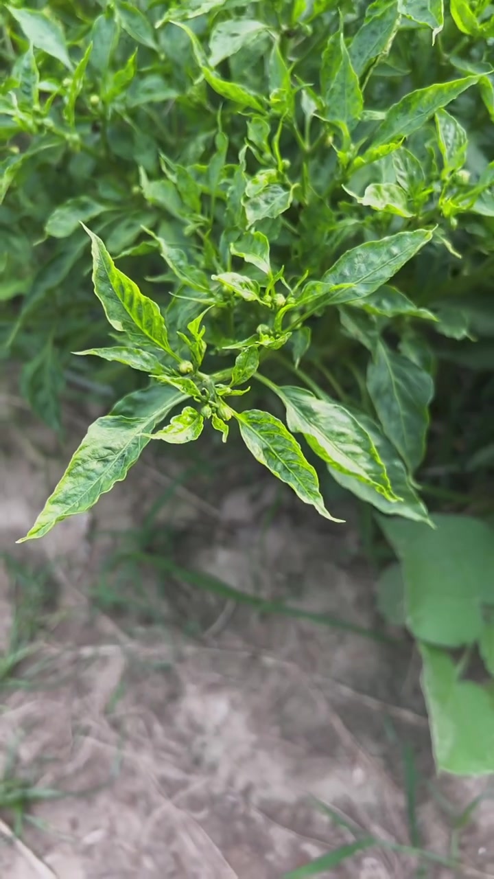 辣椒病毒病!纯绿色无公害水果蔬菜