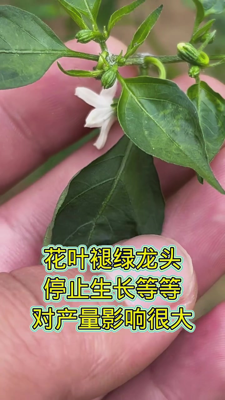 辣椒病毒病!纯绿色无公害水果蔬菜,农业种植技术