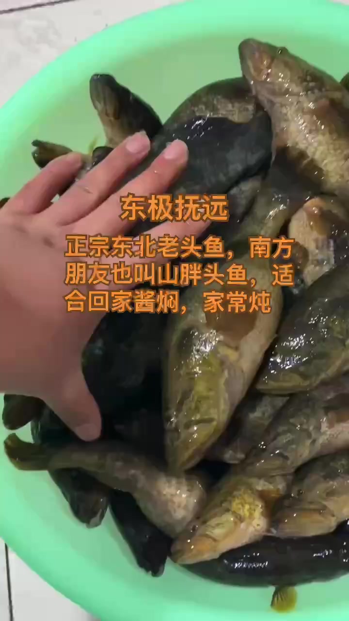 正宗东北野生老头鱼