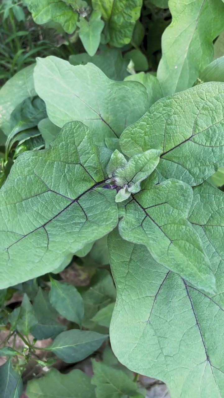 茄子病毒病！纯绿色无公害水果蔬菜，农业种植技术