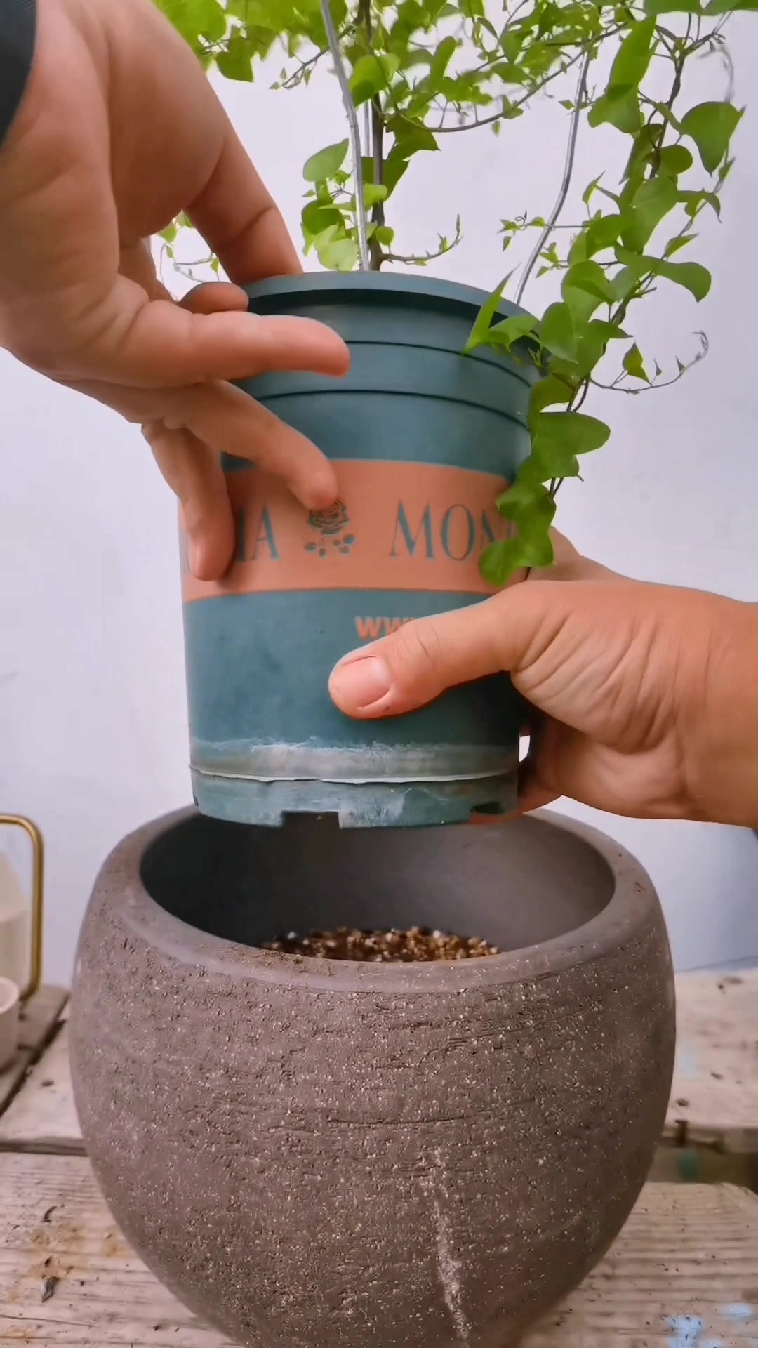 多肉植物最好的移栽季节是春秋两季 多肉 新农人计划