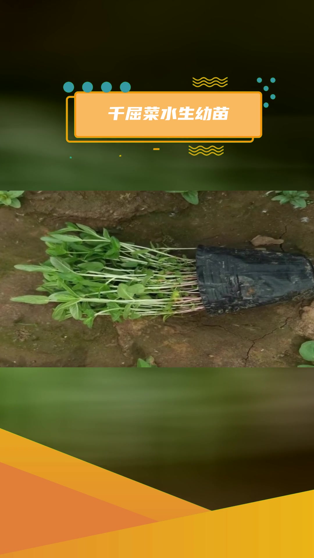 千屈菜幼苗种植
