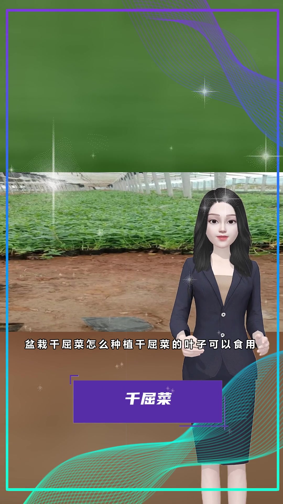 千屈菜幼苗基地