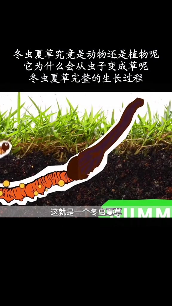 冬虫夏草究竟是动物还是植物呢?